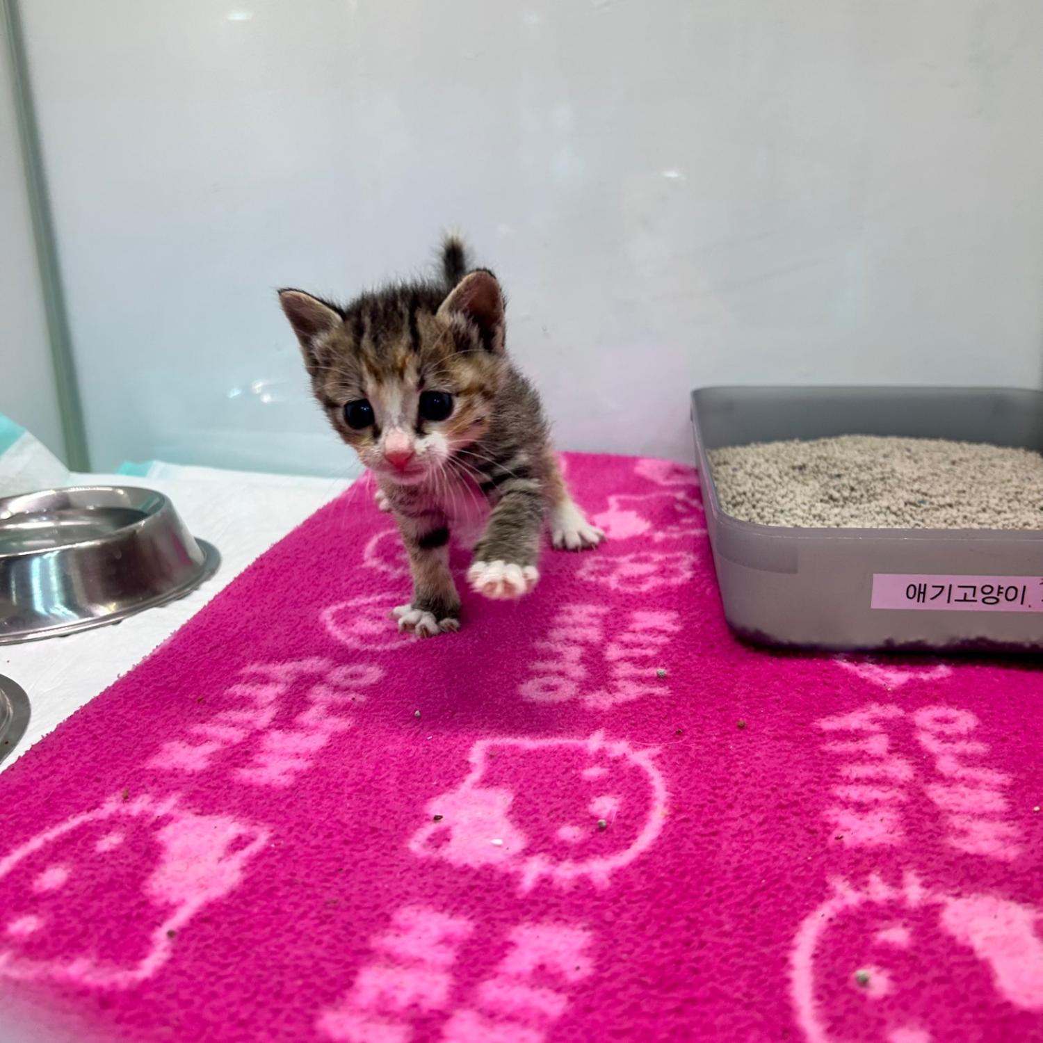 [고양이] 한국 고양이 경기-부천-2024-00573 유기동물 배경 이미지 입니다.